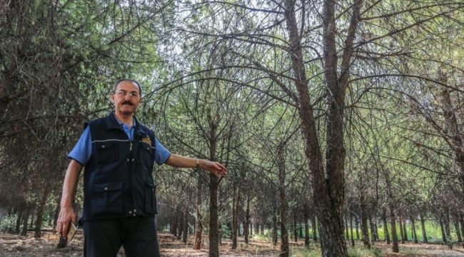 Üniversite ormanı bilimsel yöntemlerle rehabilite ediliyor