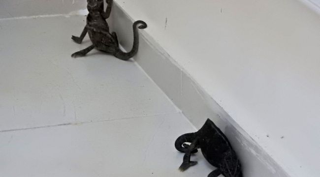 Çeşme'de bulunan iki bukalemun doğaya bırakılacak