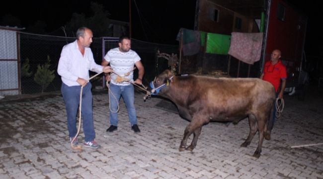 Dana Ferdinand'ın kader ortağı Moritos, huzur çiftliğinde