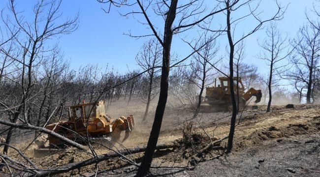 İzmir'de yanan 500 hektarlık alanı yeşillendirmek için hazırlıklar başladı