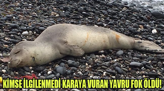 KİMSE İLGİLENMEDİ KARAYA VURAN YAVRU FOK ÖLDÜ!
