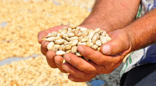 MANİSA'DA ÜRETİLEN ANTEP FISTIĞI YÜZLERİ GÜLDÜRDÜ