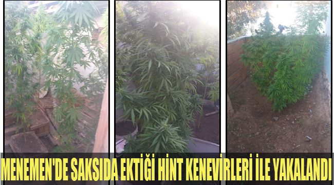 MENEMEN'DE SAKSIDA EKTİĞİ HİNT KENEVİRLERİ İLE YAKALANDI