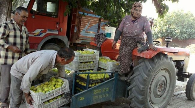 ÖDEMİŞLİ İNCİR ÜRETİCİLERİ SEZONDAN UMUTLU