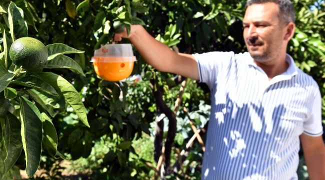 SIĞACIK'TA MEYVE AĞAÇLARINA TUZAKLI KORUMA