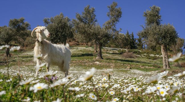 SÜTTEN SONRA KAVURMA DA GELİYOR