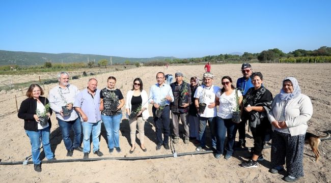 URLA'DA "GOJİ BERRY" ÜRETİMİ ARTIYOR