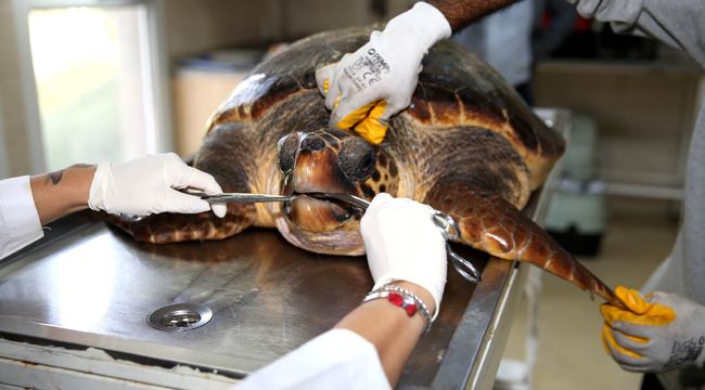 BOSTANLI SAHİLİNDE CARETTA CARETTA ALARMI