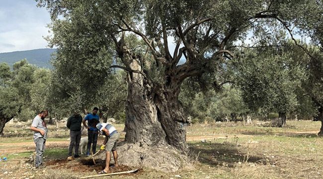 BU AĞACIN YAĞINA DUDAK UÇUKLATAN FİYAT