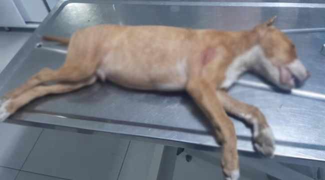 Köpeği bıçaklayarak öldürdü