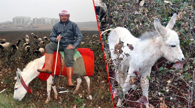 Koruma altına alındılar... Türkiye'de sadece 108 tane var