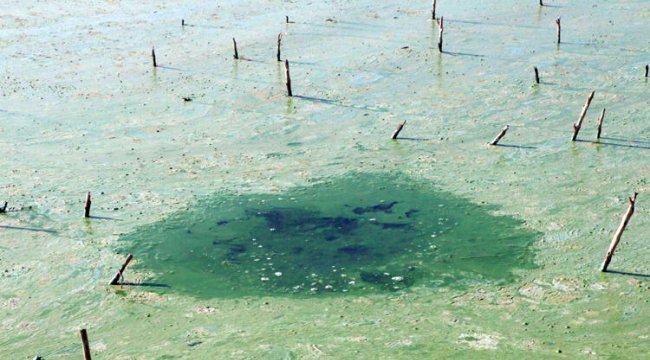 Vatandaşlara &#039;uzak durun&#039; uyarısı yapıldı! Gölde korkutan görüntü...