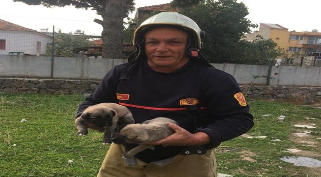 YAVRU KÖPEKLER KURTARILDI