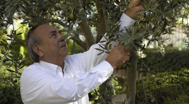 ZEYTİNYAĞININ FİYATI AÇIKLANDI