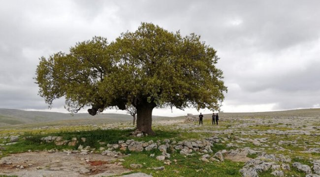 250 yıllık meşe ağacına koruma kararı