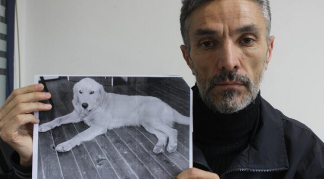 Akıllara durgunluk veren olay! Bursa’da çalınan köpeğini Amerika'da buldu