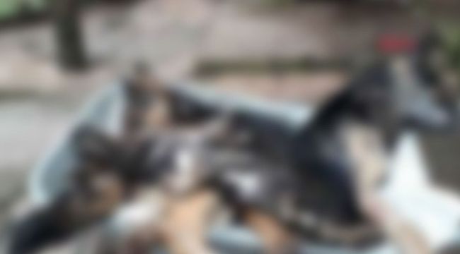 Bartın'da 6 köpek ölü bulundu