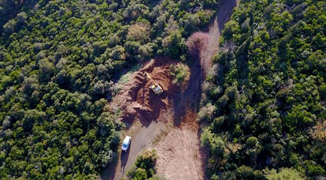 Büyükada'da 'at vebası' karantinası