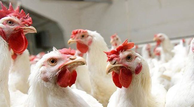 Gezen tavuk mu kafes tavuğu mu?