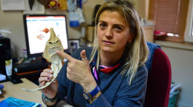 İnsan yüzlü sapan balığının nesli tehlike altında