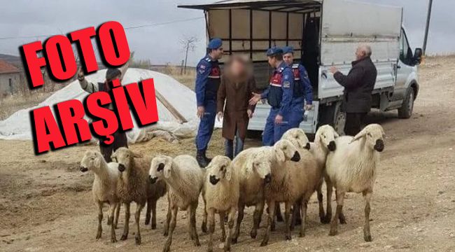 Jandarma İzmir'de hayvan hırsızlarına göz açtırmadı