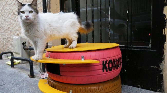 KEDİ EVLERİNE YOĞUN İLGİ