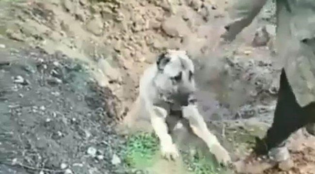 O köpeğin sahibi serbest kaldı