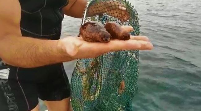 YASA DIŞI SU ÜRÜNLERİ AVCILIĞINA CEZA YAĞDI