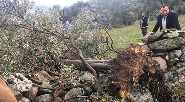 Yıktı geçti... Evlerde hasar var ağaçlar yerinden söküldü