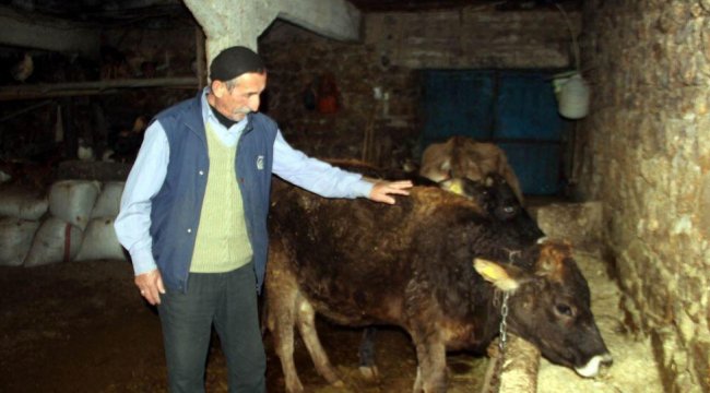 Yola çıkan ineğe trafik cezası kesilmişti... Jandarmadan açıklama geldi