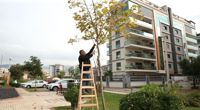 ÇİĞLİ'DE KURUMUŞ AĞAÇLAR ISITIYOR