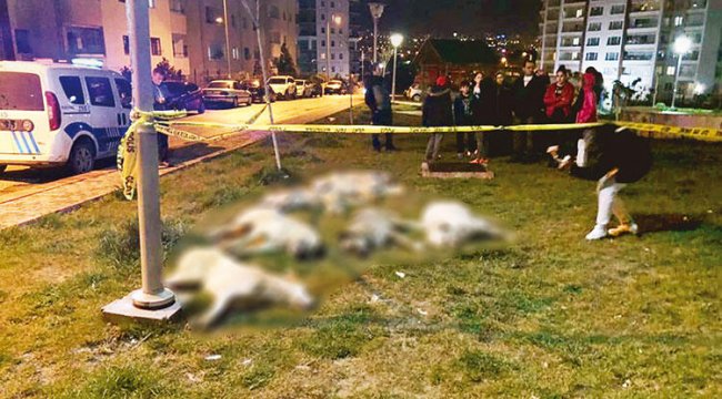 Köpek katliamına 10 yıl hapis