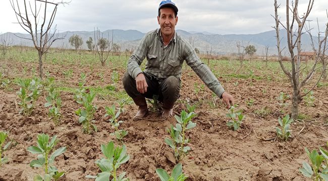ÖDEMİŞ’TE BAKLA MEVSİMİ