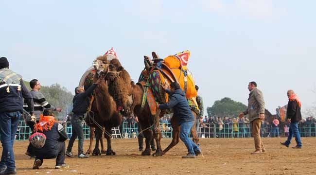 ÖDEMİŞ'TE DEVE FESTİVALİ!