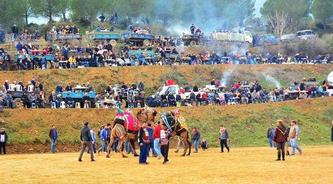 ÖDEMİŞ'TE DEVE GÜREŞİ