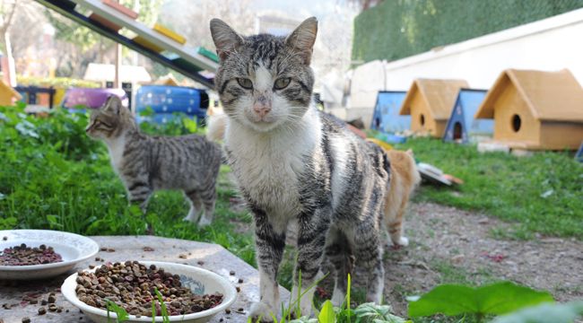 BALÇOVA'DA PATİ PARK AÇILDI