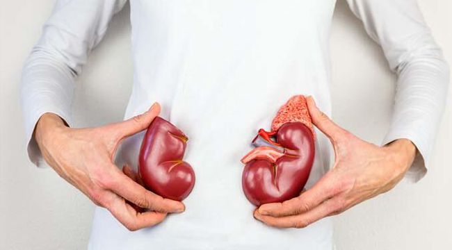 Böbrek taşı oluşumunu engellediği ortaya çıktı