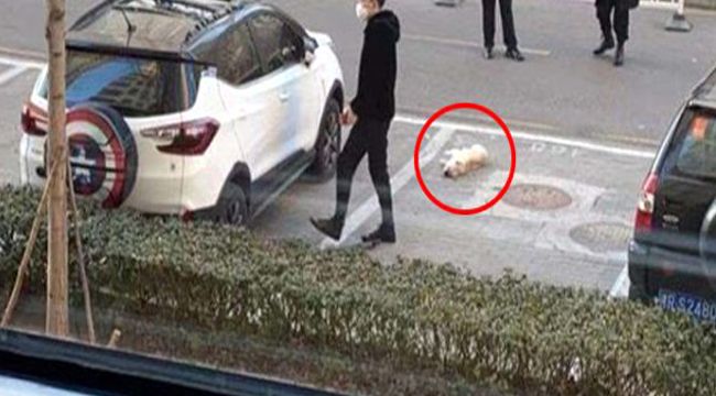 Evcil hayvanları öldürüyorlar