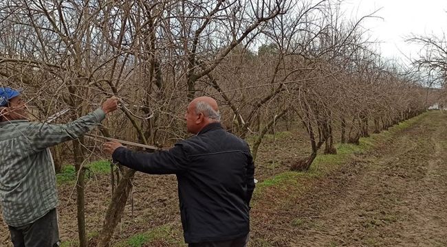 ÖDEMİŞ'TE BUDAMA ZAMANI