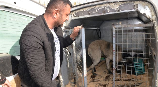 SOKAK KÖPEĞİ İÇİN SEFERBER OLDULAR