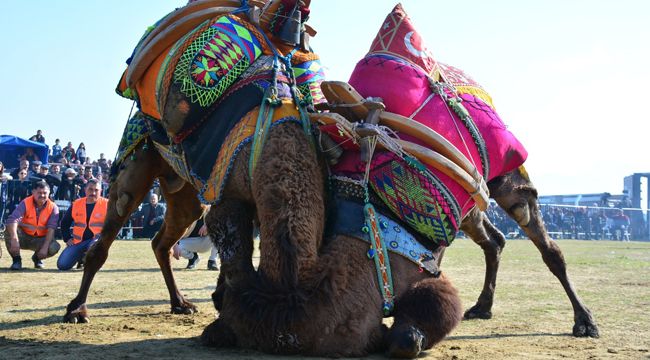 TORBALI'DA DEVE GÜREŞİ