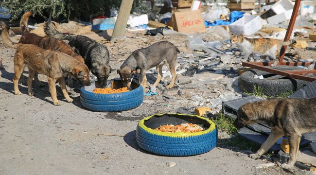 MAMA KABI SEFERBERLİĞİ