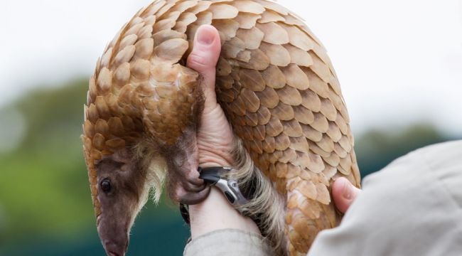 Corona virüsün benzerini taşıyor, sırada başkaları da var (Pangolin)