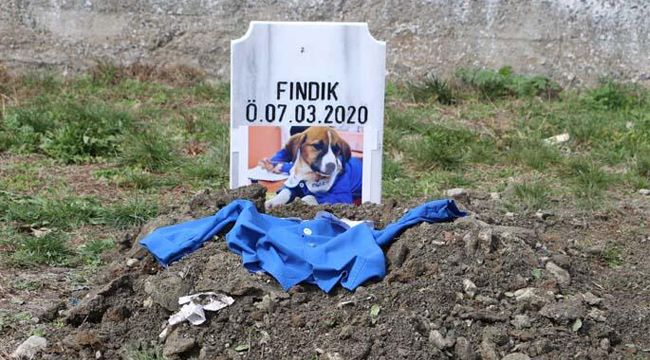 Fındık Tokat'ta toprağa verildi