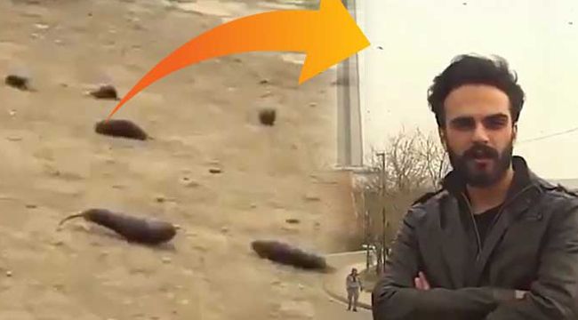 İran'da gökten patlıcan yağdı