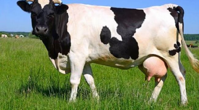 Korona virüs süt sektörünü de vurdu