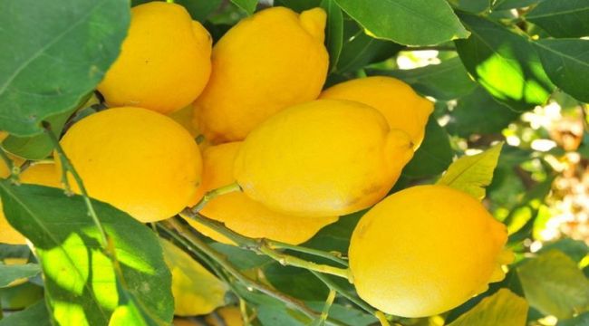 Koronavirüs talebi artırdı