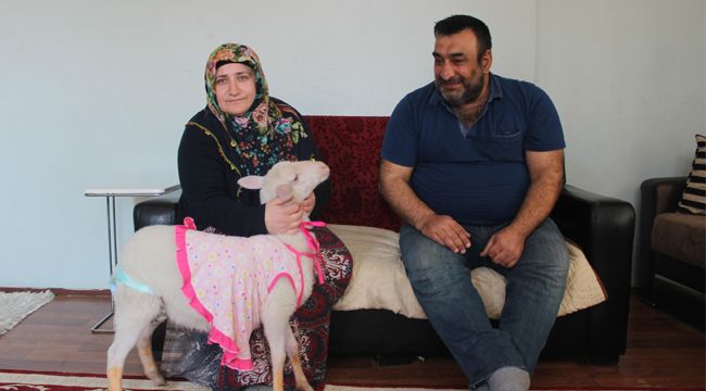 Kurbanlık olarak aldıkları kuzu çocukları  oldu