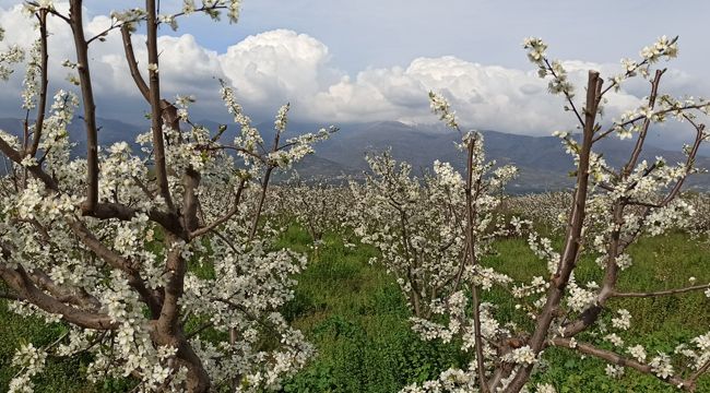 ÖDEMİŞ ERİK BEYAZI İLE KAPLANDI