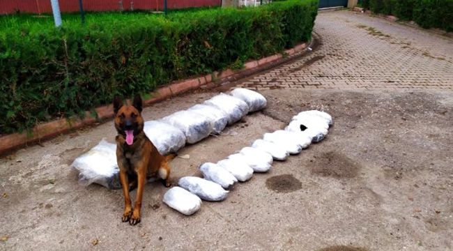 "Oscar" 49 kilo 700 gram esrar buldu